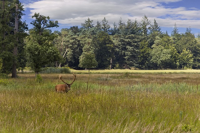 Free download red deer veluwe veluwe red deer free picture to be edited with GIMP free online image editor