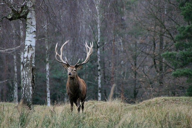 Free download red deer wildlife forest animal free picture to be edited with GIMP free online image editor