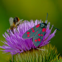 Red dotted butterfly  screen for extension Chrome web store in OffiDocs Chromium
