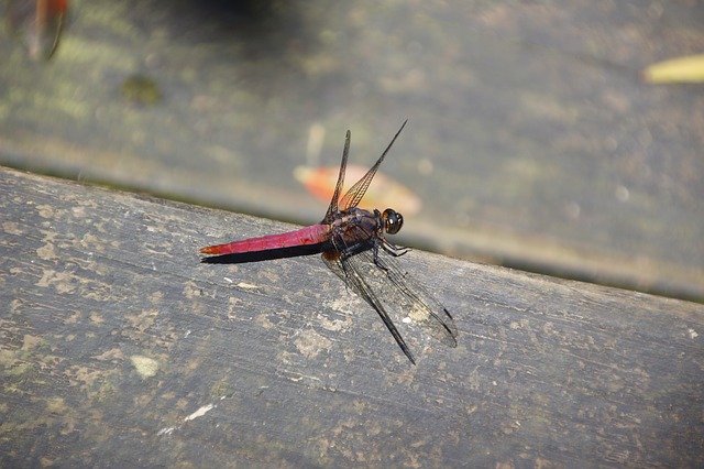 Free download Red Dragonfly -  free photo or picture to be edited with GIMP online image editor