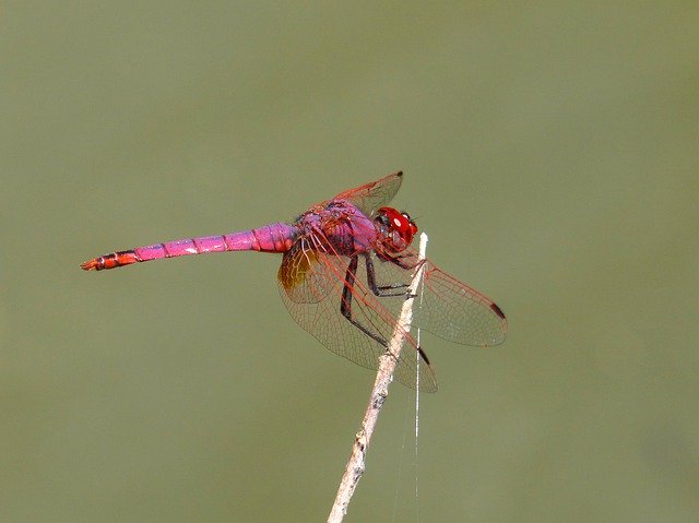 Free picture Red Dragonfly Pipe Vinous Annulata -  to be edited by GIMP free image editor by OffiDocs