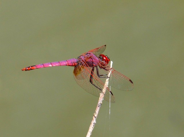 Libreng download Red Dragonfly Pipe Vinous Annulata - libreng larawan o larawan na ie-edit gamit ang GIMP online na editor ng imahe