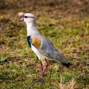 Red Eyed Bird  screen for extension Chrome web store in OffiDocs Chromium