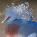 Red Eyed Dove  screen for extension Chrome web store in OffiDocs Chromium
