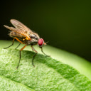 Red eyed fly  screen for extension Chrome web store in OffiDocs Chromium