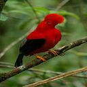 red feather bird wallpaper  screen for extension Chrome web store in OffiDocs Chromium