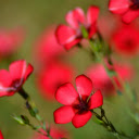 Red Five Petal Flower  screen for extension Chrome web store in OffiDocs Chromium