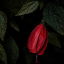 Red flower at night  screen for extension Chrome web store in OffiDocs Chromium