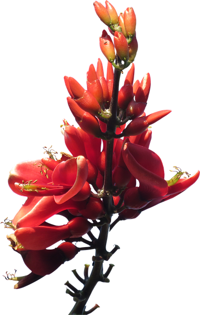 Free download Red Flower Australian -  free illustration to be edited with GIMP free online image editor