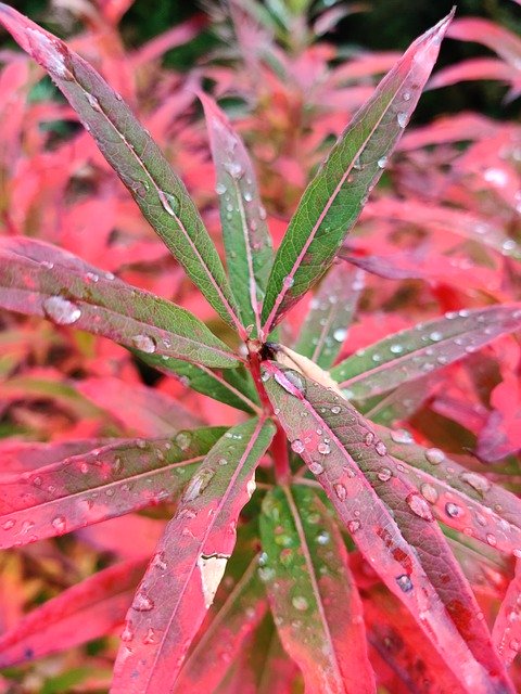 Безкоштовно завантажте Red Flower Autumnalis — безкоштовну фотографію чи зображення для редагування за допомогою онлайн-редактора зображень GIMP