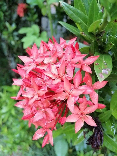 Free download Red Flower Beautiful -  free photo or picture to be edited with GIMP online image editor