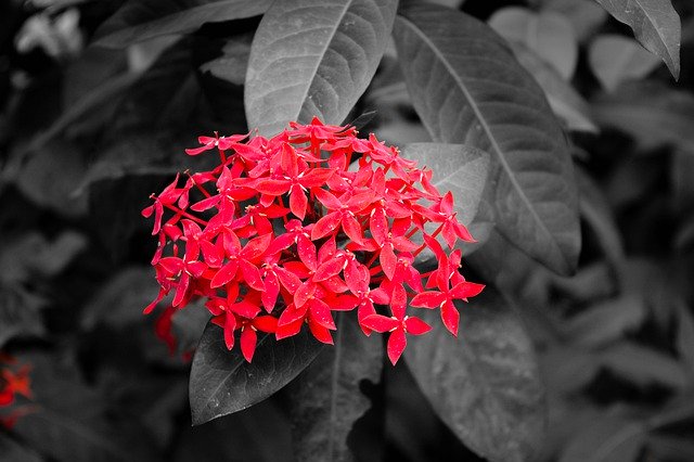 Free download Red Flower Black -  free photo or picture to be edited with GIMP online image editor