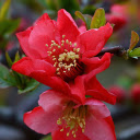 Red flower branch and young shoots  screen for extension Chrome web store in OffiDocs Chromium