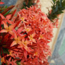 Red flower cluster  screen for extension Chrome web store in OffiDocs Chromium