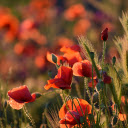 Red flower garden  screen for extension Chrome web store in OffiDocs Chromium