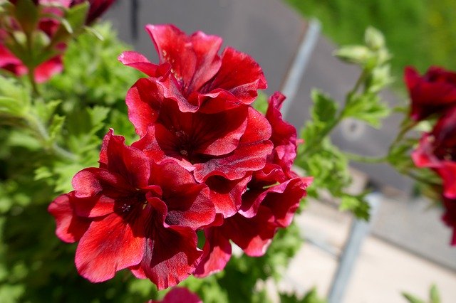 Free download Red Flower Geranium -  free photo or picture to be edited with GIMP online image editor