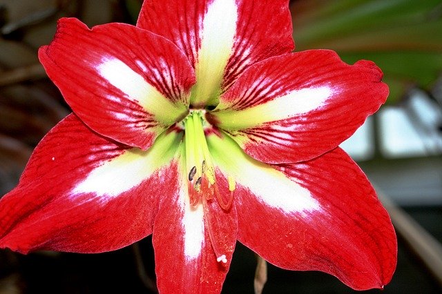 Muat turun percuma Red Flower Lilly Blossom - foto atau gambar percuma untuk diedit dengan editor imej dalam talian GIMP