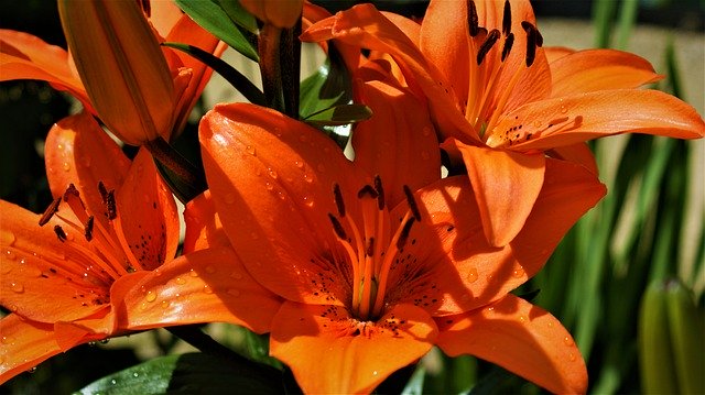 Descarga gratuita Red Flower Lily Vegetable: foto o imagen gratuita para editar con el editor de imágenes en línea GIMP