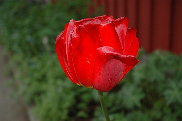 Free download Red Flower Macro -  free photo or picture to be edited with GIMP online image editor