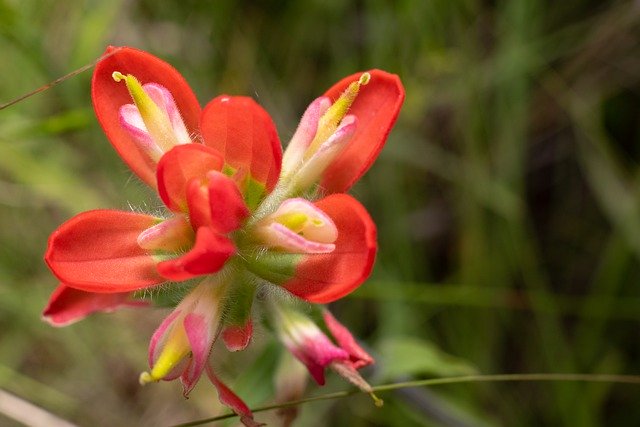 Безкоштовно завантажте Red Flower Nature - безкоштовне фото або зображення для редагування в онлайн-редакторі зображень GIMP