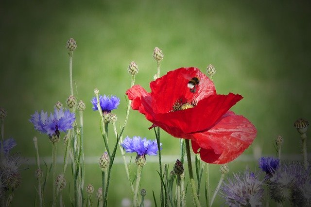 Descarga gratuita Red Flower Poppy - foto o imagen gratuita para editar con el editor de imágenes en línea GIMP