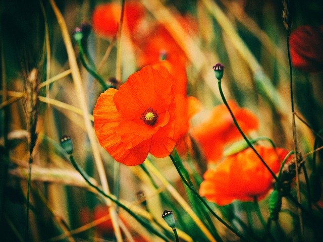 Скачать бесплатно Red Flower Romance - бесплатное фото или изображение для редактирования с помощью онлайн-редактора GIMP