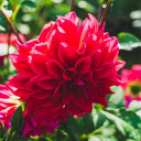 Red flowers  screen for extension Chrome web store in OffiDocs Chromium