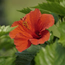 Red Flowers and Green Leaves  screen for extension Chrome web store in OffiDocs Chromium