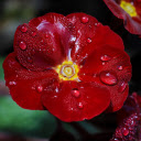 Red flowers and water drops  screen for extension Chrome web store in OffiDocs Chromium