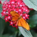 red flowers and yellow butterflies  screen for extension Chrome web store in OffiDocs Chromium