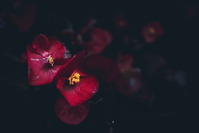 Free download red flowers begonia red begonia free picture to be edited with GIMP free online image editor