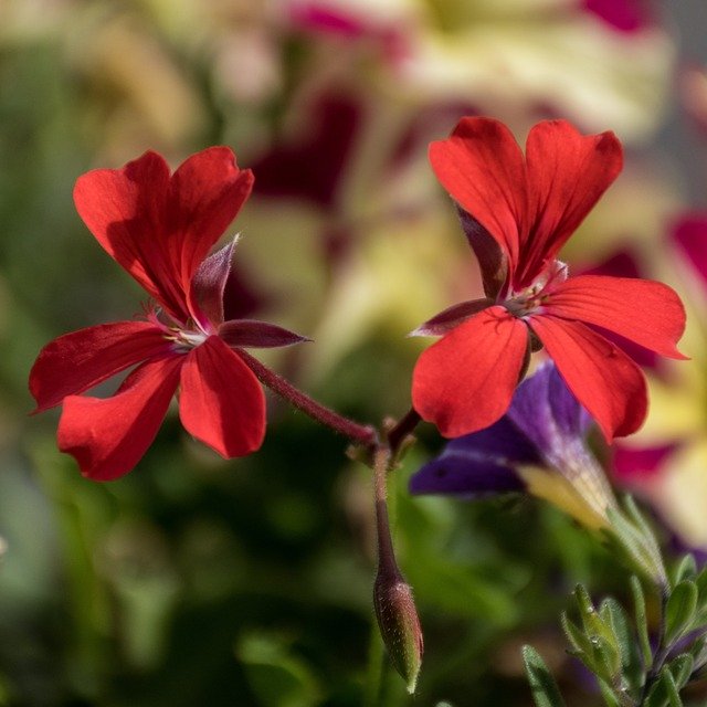 Baixe grátis Red Flowers Bloom - foto ou imagem grátis para ser editada com o editor de imagens online GIMP