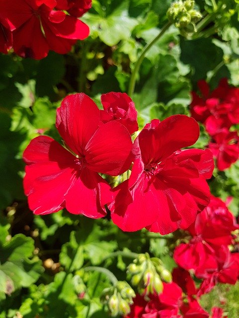 免费下载红色花朵盛开的花园 - 使用 GIMP 在线图像编辑器编辑的免费照片或图片