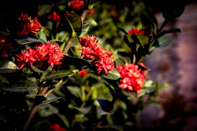 ดาวน์โหลดฟรี Red Flowers Flora - ภาพถ่ายหรือรูปภาพฟรีที่จะแก้ไขด้วยโปรแกรมแก้ไขรูปภาพออนไลน์ GIMP