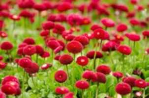 Free download Red flowers free photo or picture to be edited with GIMP online image editor