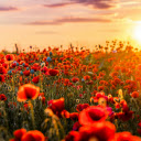Red Flowers in Bloom  screen for extension Chrome web store in OffiDocs Chromium