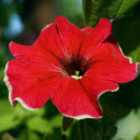 Red flowers with white border  screen for extension Chrome web store in OffiDocs Chromium