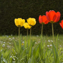 Red Flowers Yellow Flowers  screen for extension Chrome web store in OffiDocs Chromium