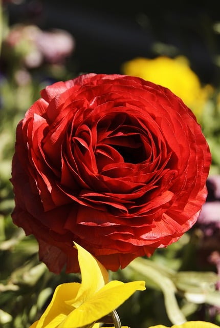 Free download red flower yard nature flowers free picture to be edited with GIMP free online image editor