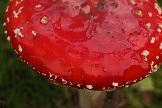 Gratis download Red Fly Agaric Nature - gratis foto of afbeelding om te bewerken met GIMP online afbeeldingseditor