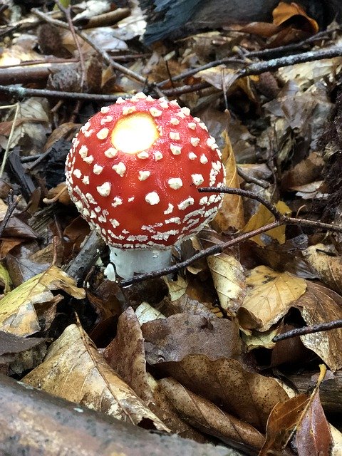 Free download Red Fly Agaric Sponge Natural -  free photo or picture to be edited with GIMP online image editor