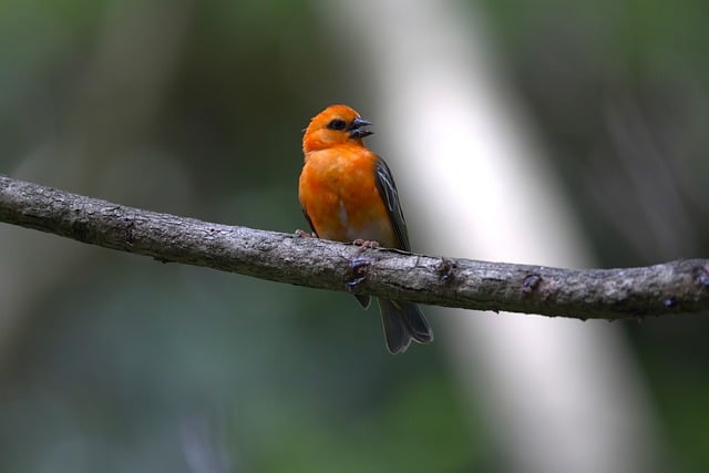 Free download red fody bird animal plumage free picture to be edited with GIMP free online image editor