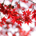 Red foliage  screen for extension Chrome web store in OffiDocs Chromium