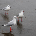 Red footed birds  screen for extension Chrome web store in OffiDocs Chromium