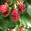 Red forest raspberries  screen for extension Chrome web store in OffiDocs Chromium