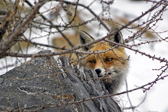 Free download red fox animal carnivores free picture to be edited with GIMP free online image editor