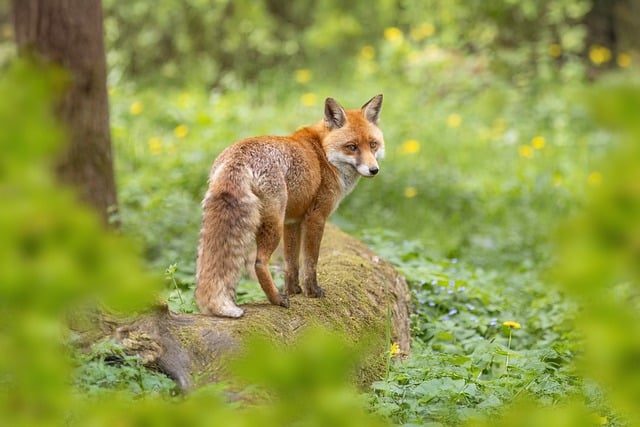 Free download red fox fox animals wildlife free picture to be edited with GIMP free online image editor