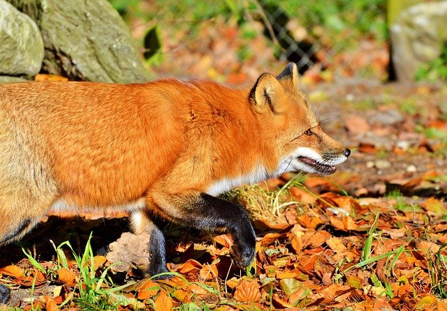 دانلود رایگان عکس شکارچی حیوانات وحشی روباه قرمز برای ویرایش با ویرایشگر تصویر آنلاین رایگان GIMP