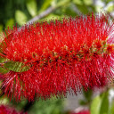 Red foxtail flower  screen for extension Chrome web store in OffiDocs Chromium