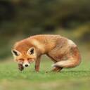red fox wallpaper  screen for extension Chrome web store in OffiDocs Chromium